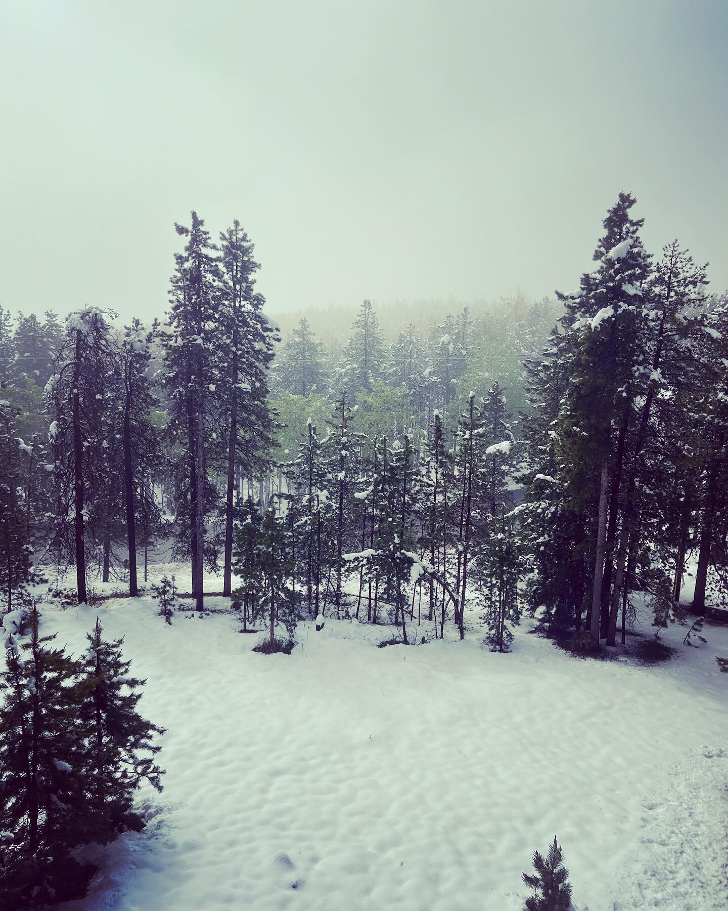 June 1st? #littleolddogsanctuary #climatechange #snowinjune #conifer #colorado #blackberrywinter
