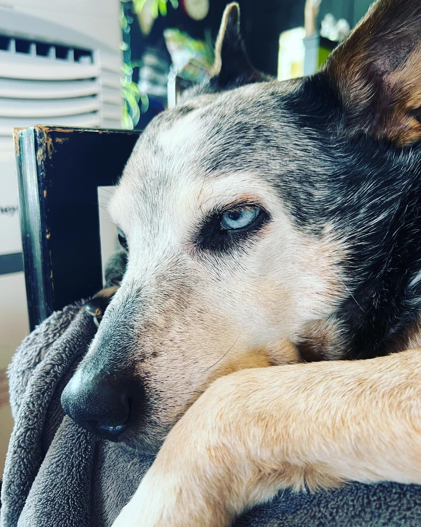 Hutch is so beautiful. Those eyes… #littleolddogsanctuary #olddoglove #hutch #heelersofinstagram #seniordog #olddogsarethebestdogs #oldblueeyes #rescuedog #adoptdontshop #livingthedream #happilyeverafter