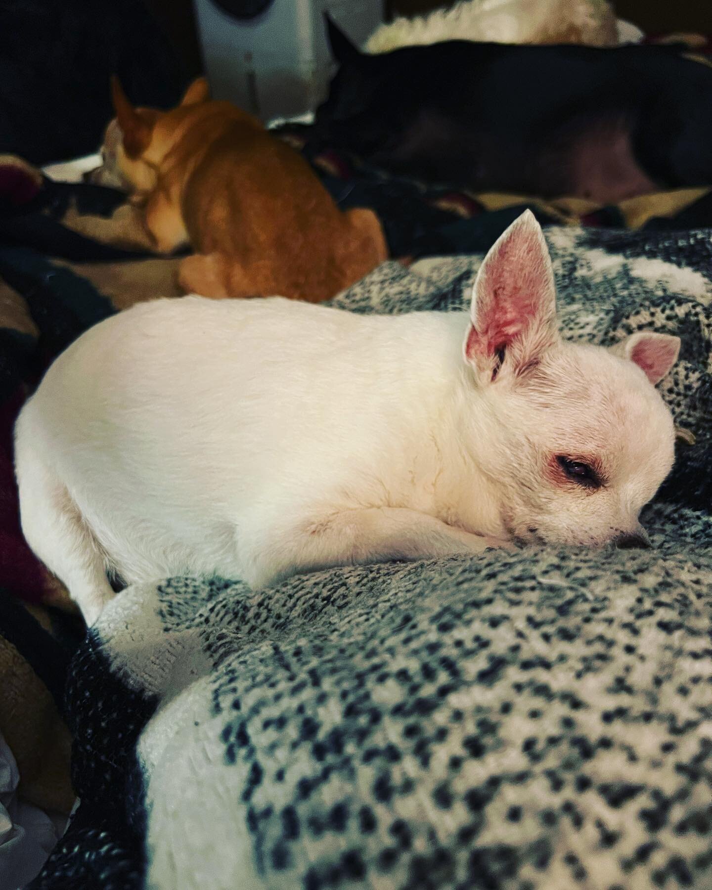 The sleepiest chonky marshmallow. #littleolddogsanctuary #story #blinddog #rescuedog #chihuahua #oneeyeddogsofinstagram #seniordog #olddogsarethebestdogs #marshmallow #chonkydog #happilyeverafter