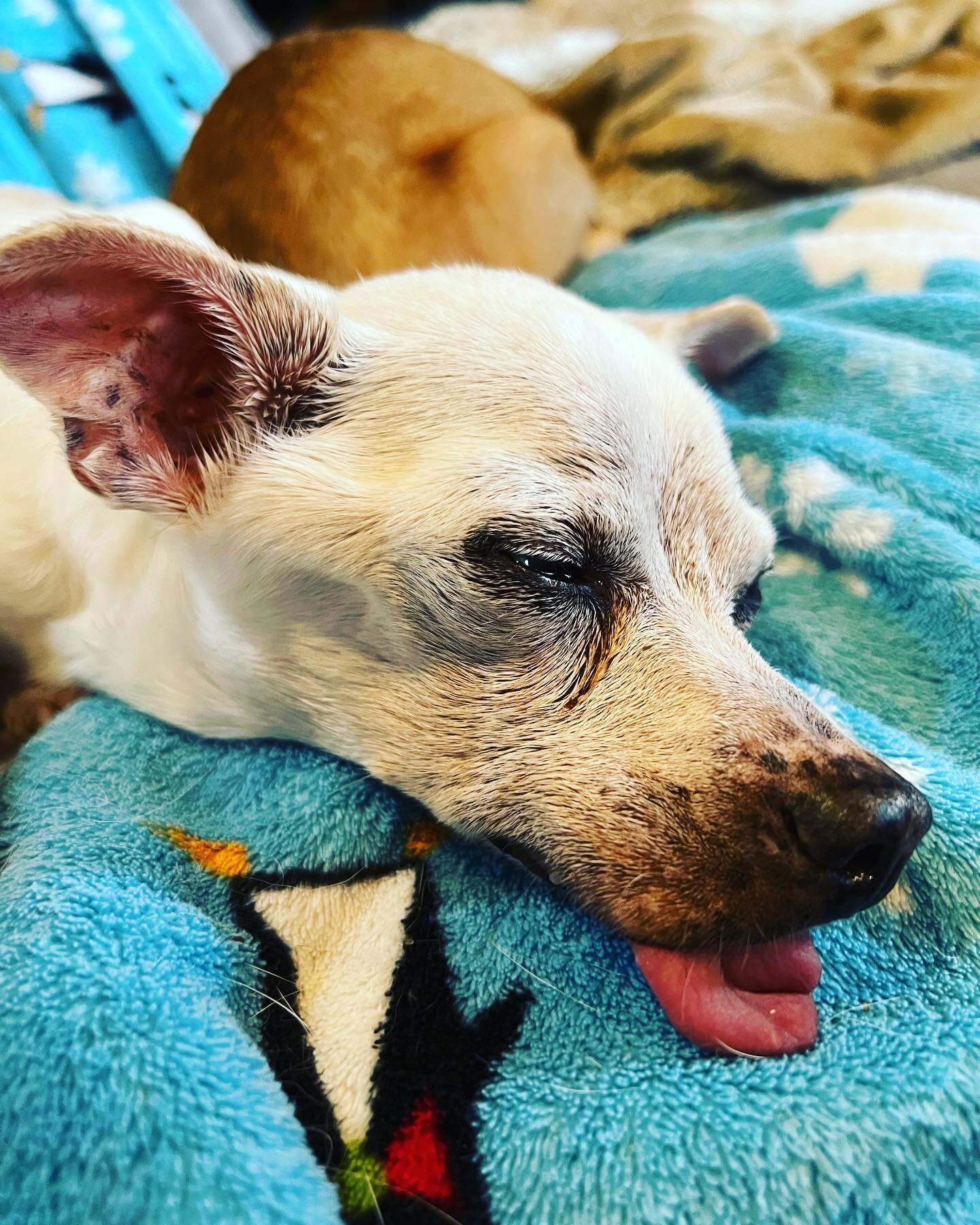 Irving has an impressive blep. #bestblep #littleolddogsanctuary #olddoglove #olddogsarethebestdogs #seniordogsofinstagram #blinddog #tongueouteveryday #irvingberlin #seniordogsanctuary #rescuedog #saveasenior