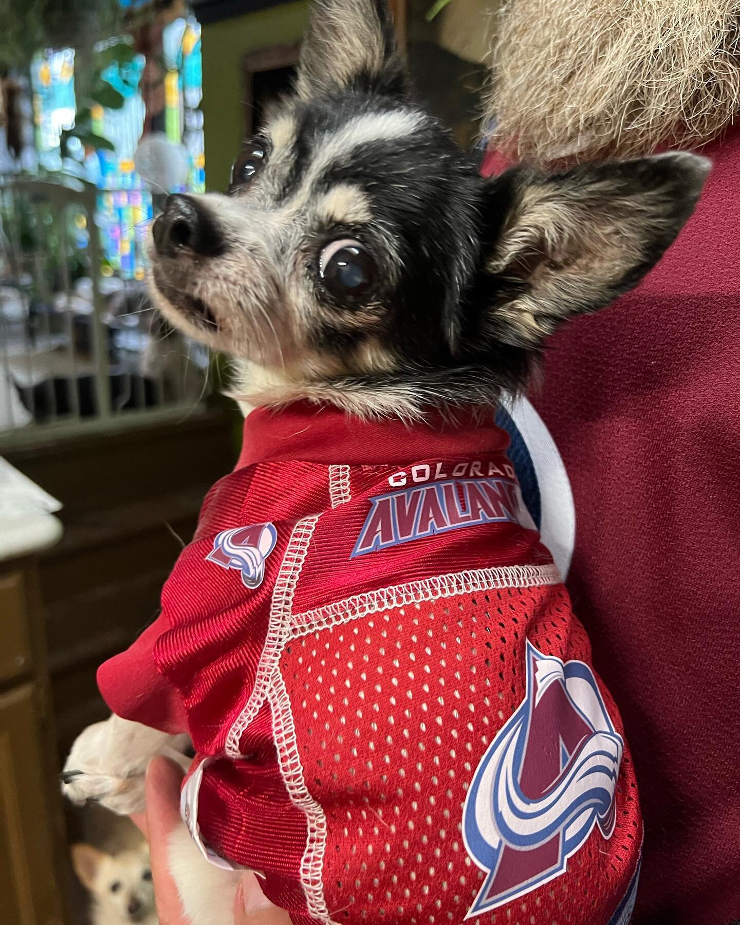 Definitely the cutest Avs fan! #coloradoavalanche #goavsgo #bunchie #stanleycup #littleolddogsanctuary #olddogsarethebestdogs #hockey #seniordog #chihuahua