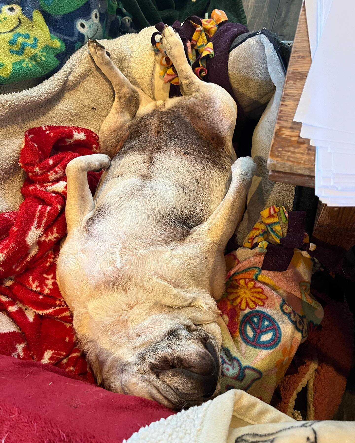 Sleeping Beauty. #littleolddogsanctuary #ilsalund #pugsofinstagram #seniordogsofinstagram #seniorpugs #rescuedog #olddogsarethebestdogs