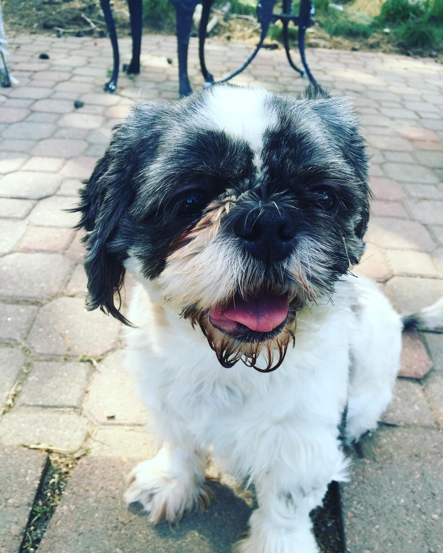 Please keep our sweet Daisy in your thoughts today. She’s currently at the vet with lots of alarming symptoms and I’m really not sure if she’ll be coming home. She could use all your good energy ❤️ #littleolddogsanctuary #daisy #sen
