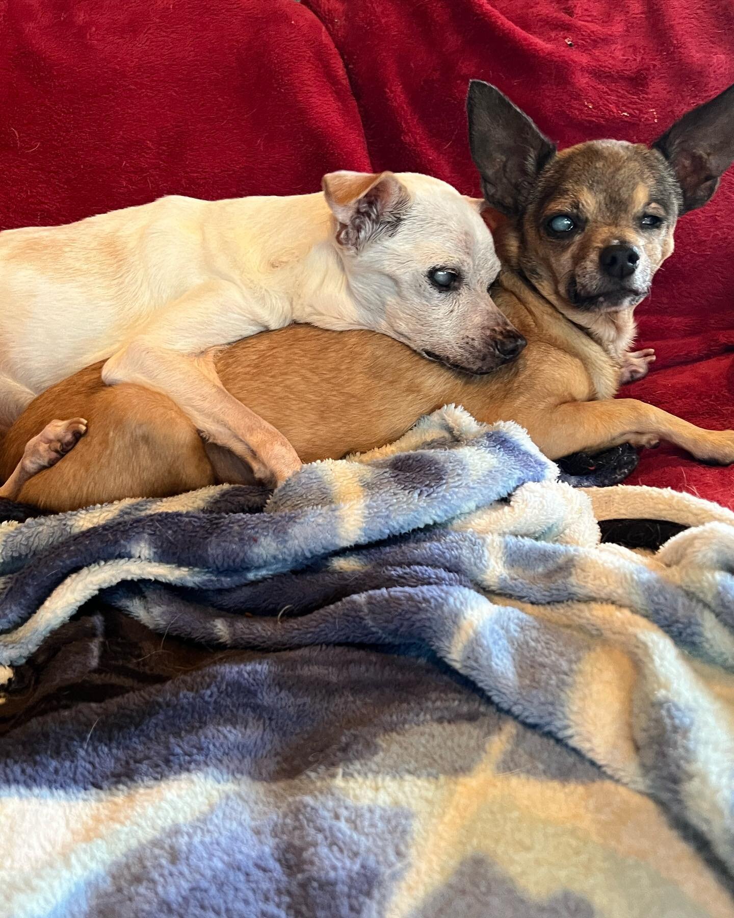 Irving with his emotional support dog, Mabel. #blinddogs #bffgoals #olddogs #specialneeds #rescuedogs #chihuahuasofinstagram #seniordogsofinstagram #igetbywithalittlehelpfrommyfriends #seniordogsanctuary #olddoglove #happilyeverafter