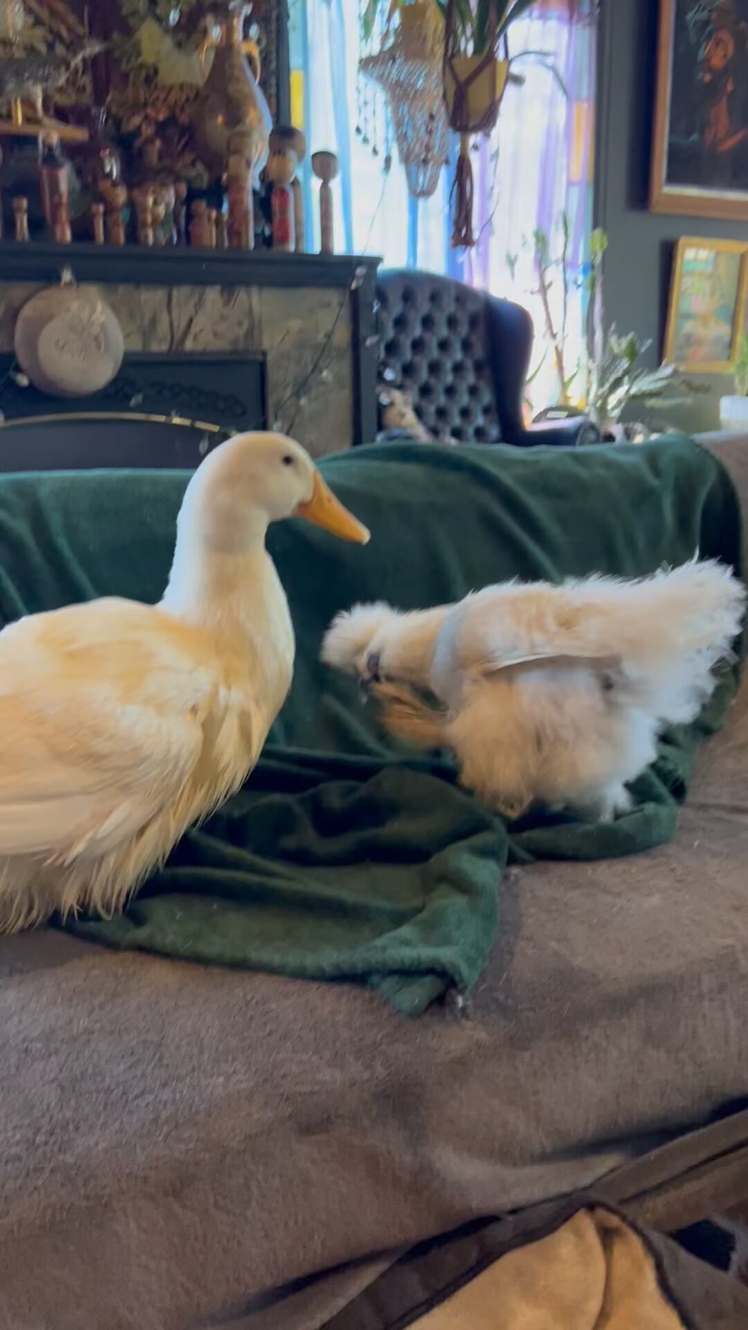 Preening time! #indoorduck #specialneeds #seniorhen #lameduck #friendsnotfood #pekinducksofinstagram #silkiechicken #littleolddogsanctuary