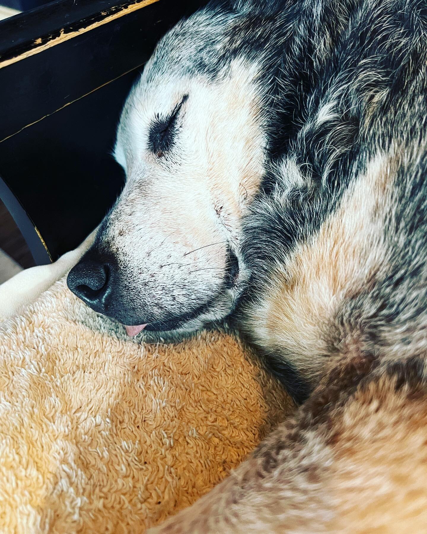 Hutch’s tiny blep 👅 #littleolddogsanctuary #seniordog #blep #olddogsarethebestdogs #seniordogsanctuary #hutch #rosemarysbaby #heelergram #heeler #rescuedog #adoptdontshop