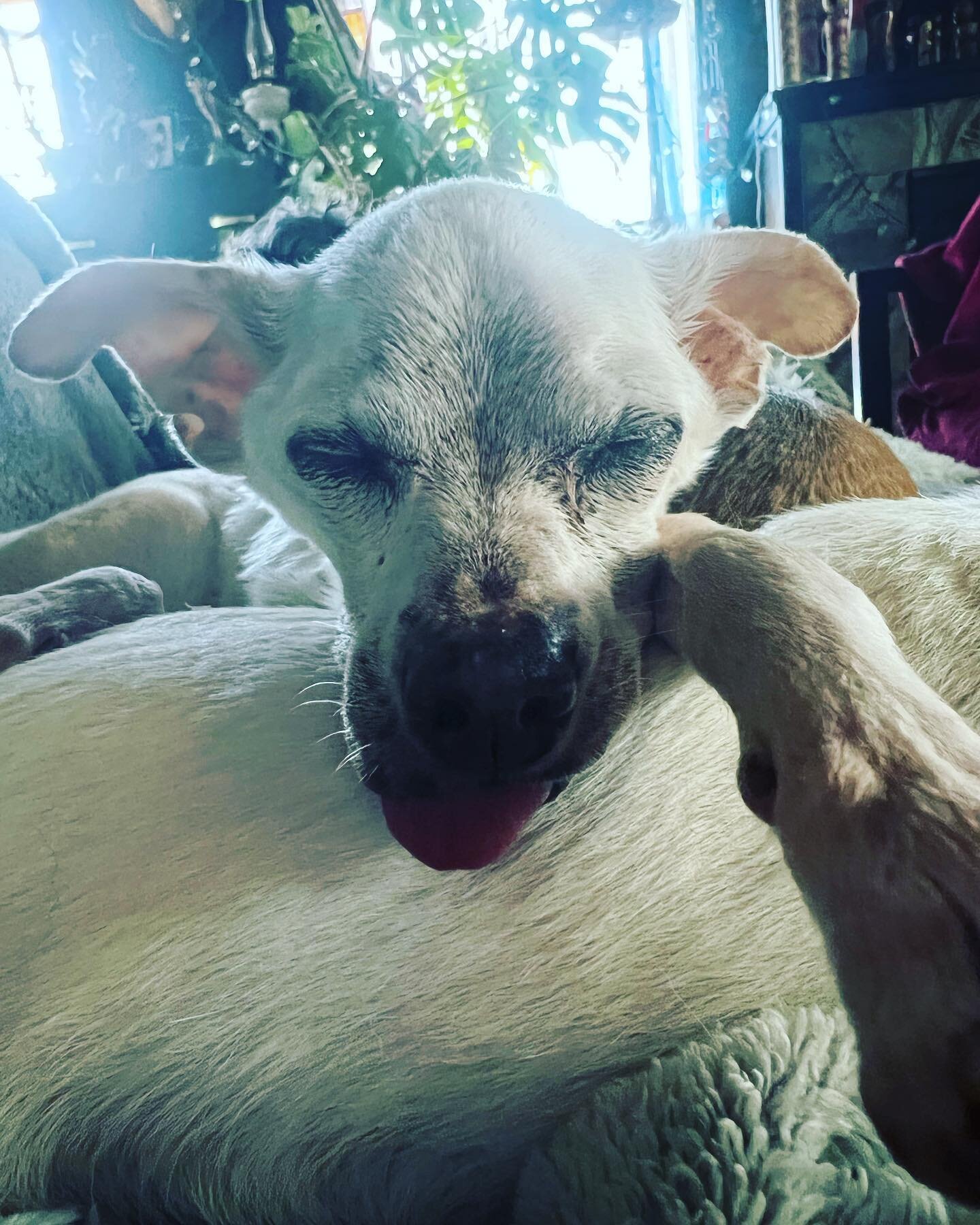 Monday mood brought to you by Irving ❤️ #littleolddogsanctuary #chihuahua #seniordog #rescuedog #seniordogsanctuary #olddogsarethebestdogs #olddoglove #mondaymood #happilyeverafter