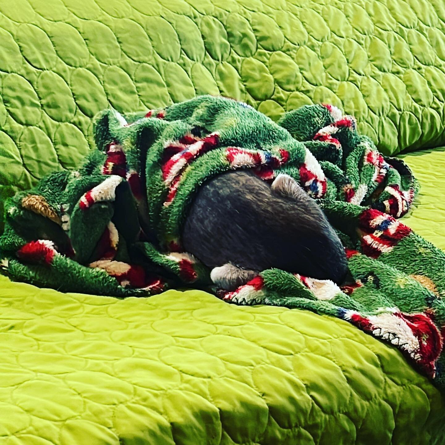 When you are old, you go back to bed after breakfast. Life lessons. #littleolddogsanctuary #wilkiecollins #chihuahua #beingawakeisforlosers #rescuedog #seniordog #seniorchihuahuasofinstagram #seniordogsanctuary #olddogsarethebestdogs #olddoglove #swe