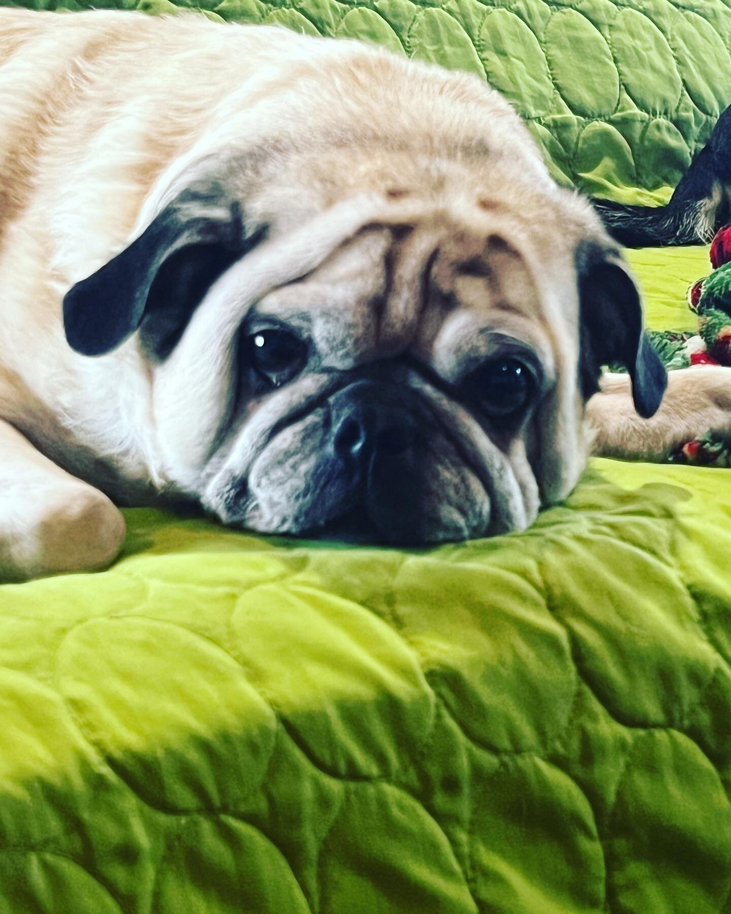 Same. #littleolddogsanctuary #ilsalund #pugsofinstagram #seniorpug #unimpressed #seniordogsanctuary #olddoglove #rescuedog #judgemental #happilyeverafter