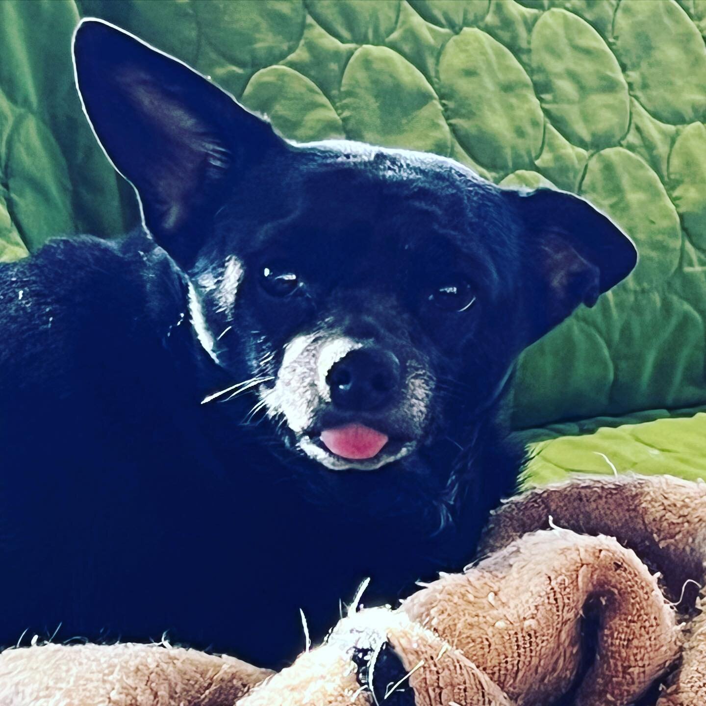 Melody posing for tongue out Tuesday. #melodypond #littleolddogsanctuary #littleolddog #tongueouttuesday #seniordogsanctuary #olddoglove #olddogsarethebestdogs #adoptdontshop
