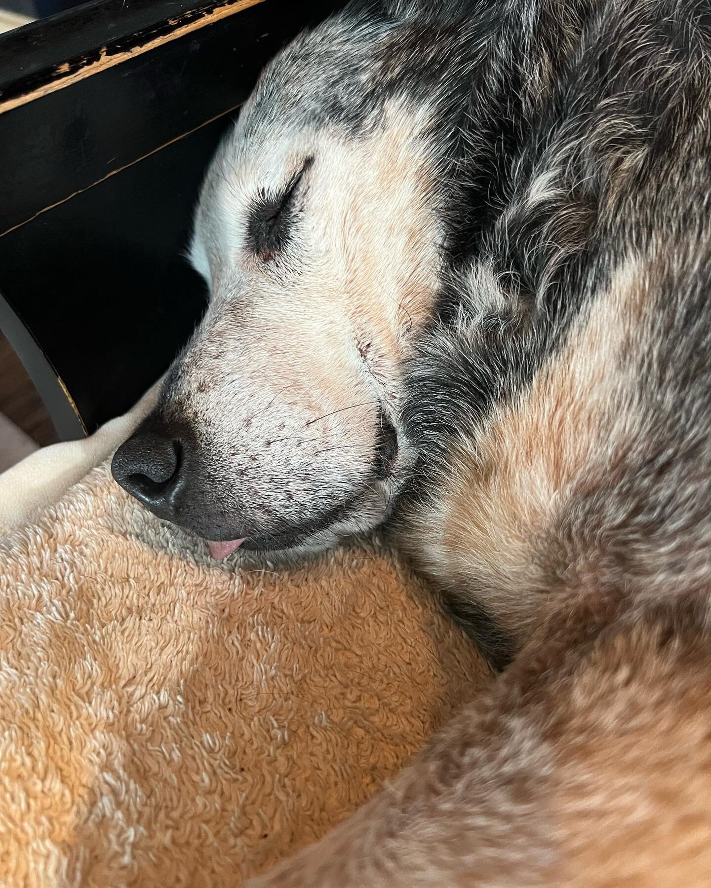 It’s Giving Tuesday. But it’s also the day that my beloved Hutch is dying. So instead of the normal Giving Tuesday fundraising post, I want to tell you about Hutch. He’s an old Heeler that came from a high kill shelter in NM. He had