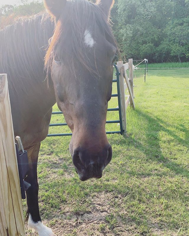 #good morning#sunday such a #beauty #majestic with the white sock and star ⭐️ #horses #mysistersranch #horse #sundayvibes #goodmorning #writer #writerslife #writersofinstagram #writerslifeforme #ranch #horseranch #writerscommunity #animals #animalove