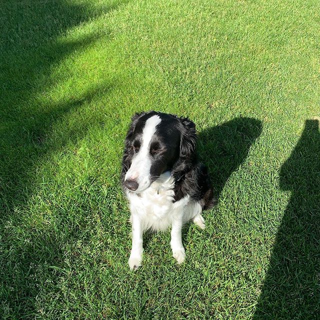 Squinting in the #sun ☀️#bordercollie #summer #summerdays