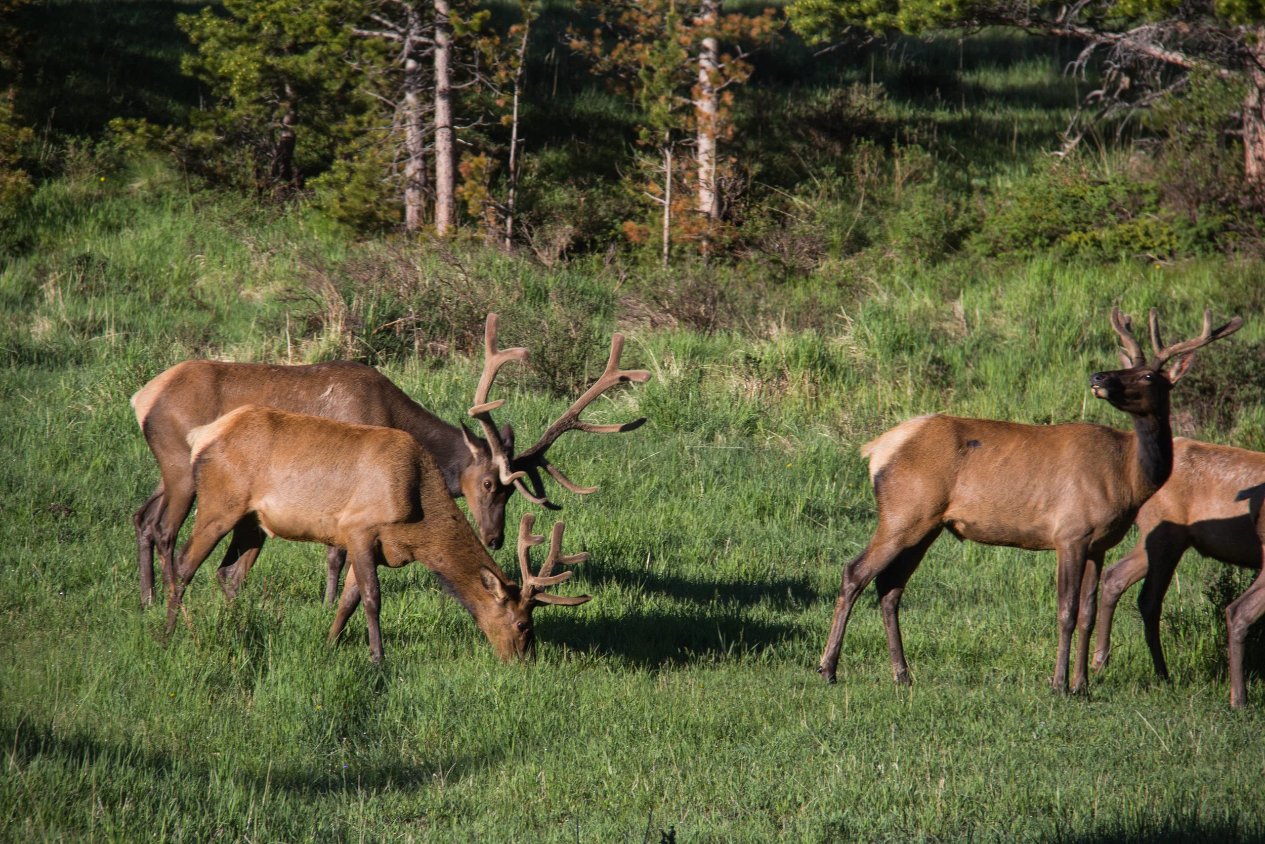 estes elk.jpg