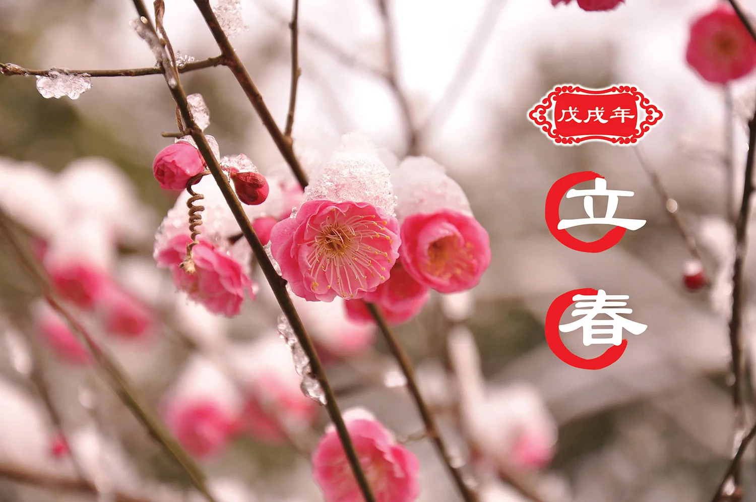 二月四日--立春