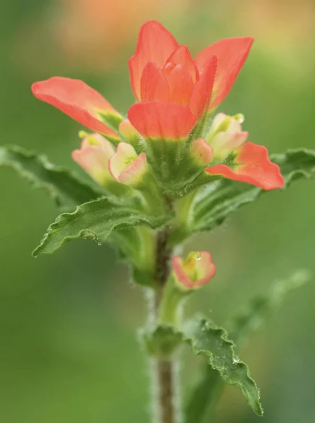 Texas Indian Paintbrush