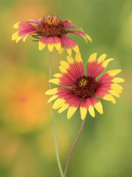 Indian Blanket