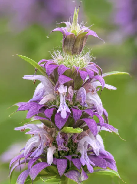 Horsemint