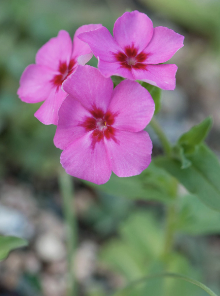 Drummond Phlox