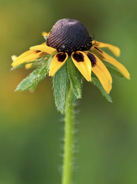 Black-eyed Susan