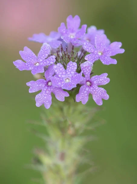Prairie Verbena