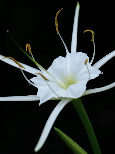 Texas Spiderlily