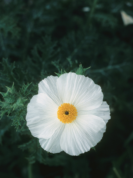 White Pricklypoppy