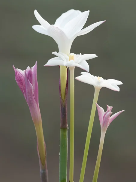 Rain Lily