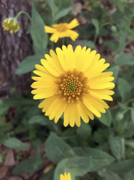 Huisache Daisy