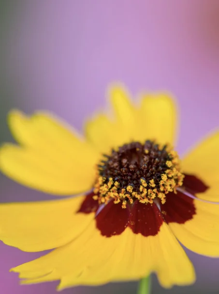 Plains Coreopsis