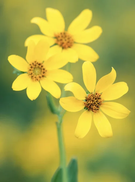 Engelmann Daisy
