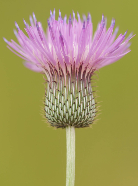 Texas Thistle