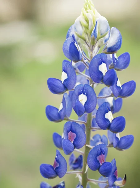 Texas Bluebonnet