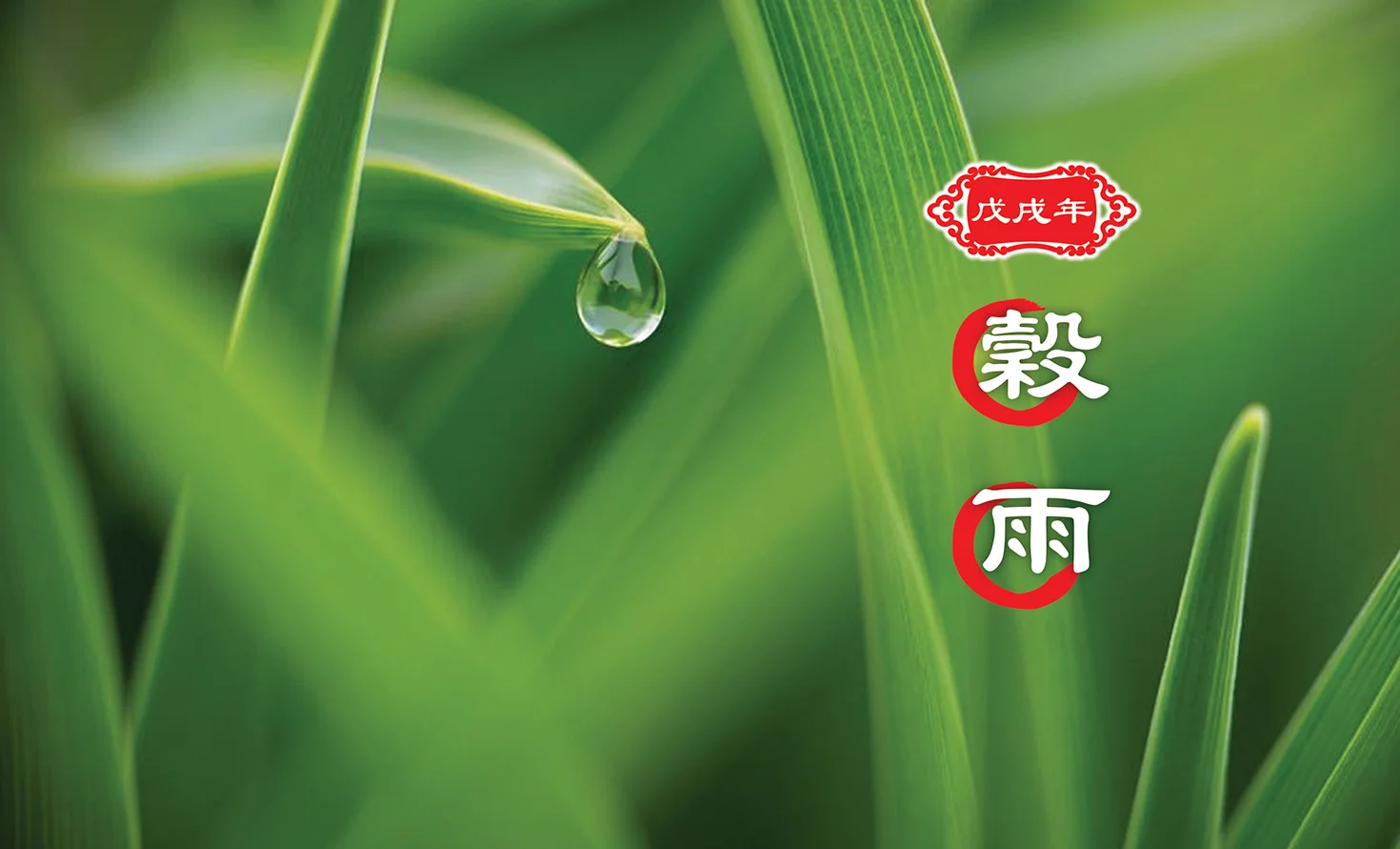 【二十四节气】谷雨