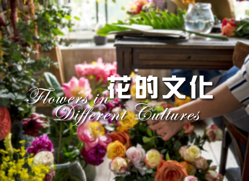 7 Things You Didn T Know About Flowers In Different Cultures 7种你不知道的 花文化 Texas Capital News 7 Things You Didn T Know About Flowers In Different Cultures 7种你不知道的 花文化 Texas Capital News