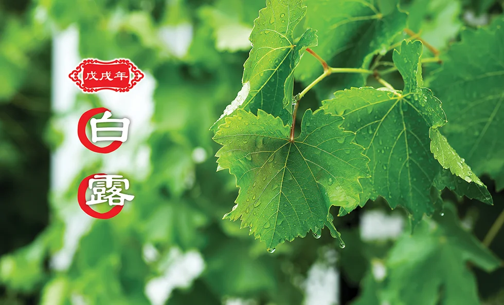 【二十四节气】白露