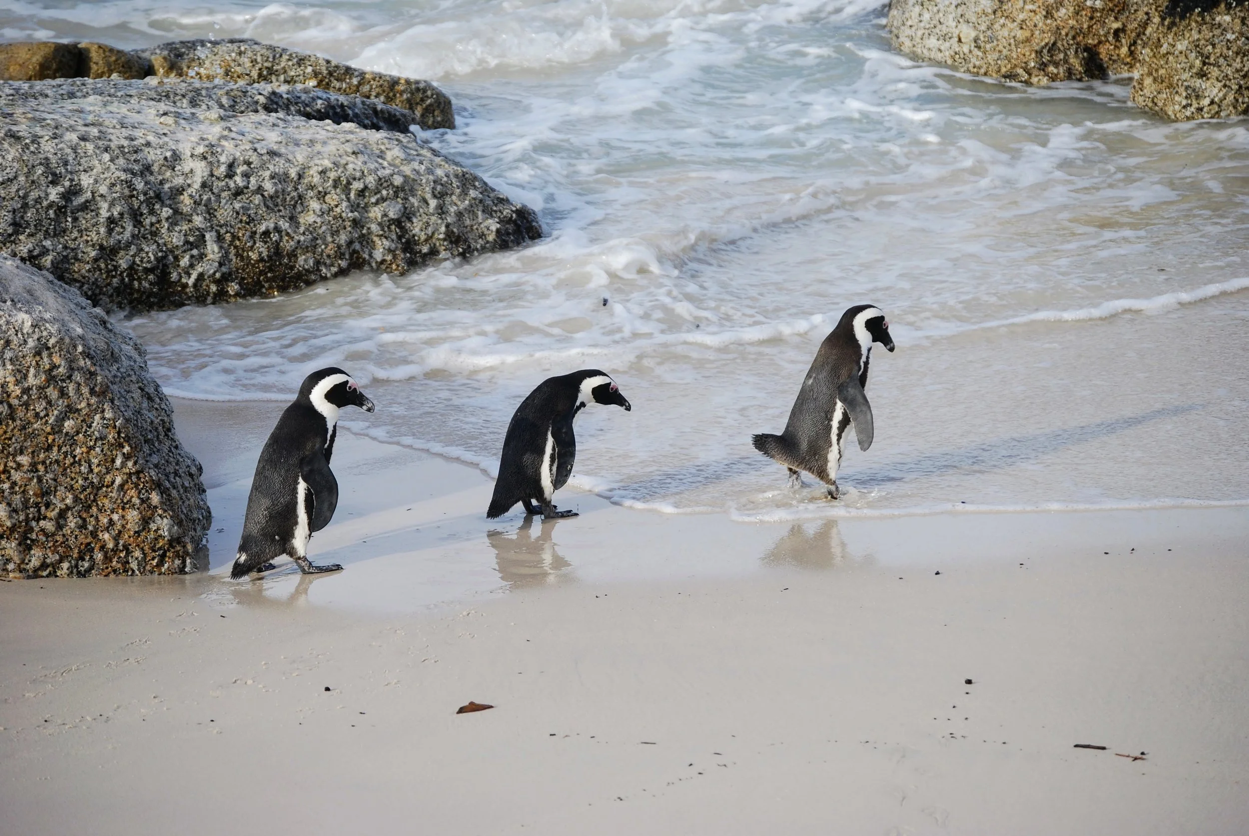 Purposeful Wandering