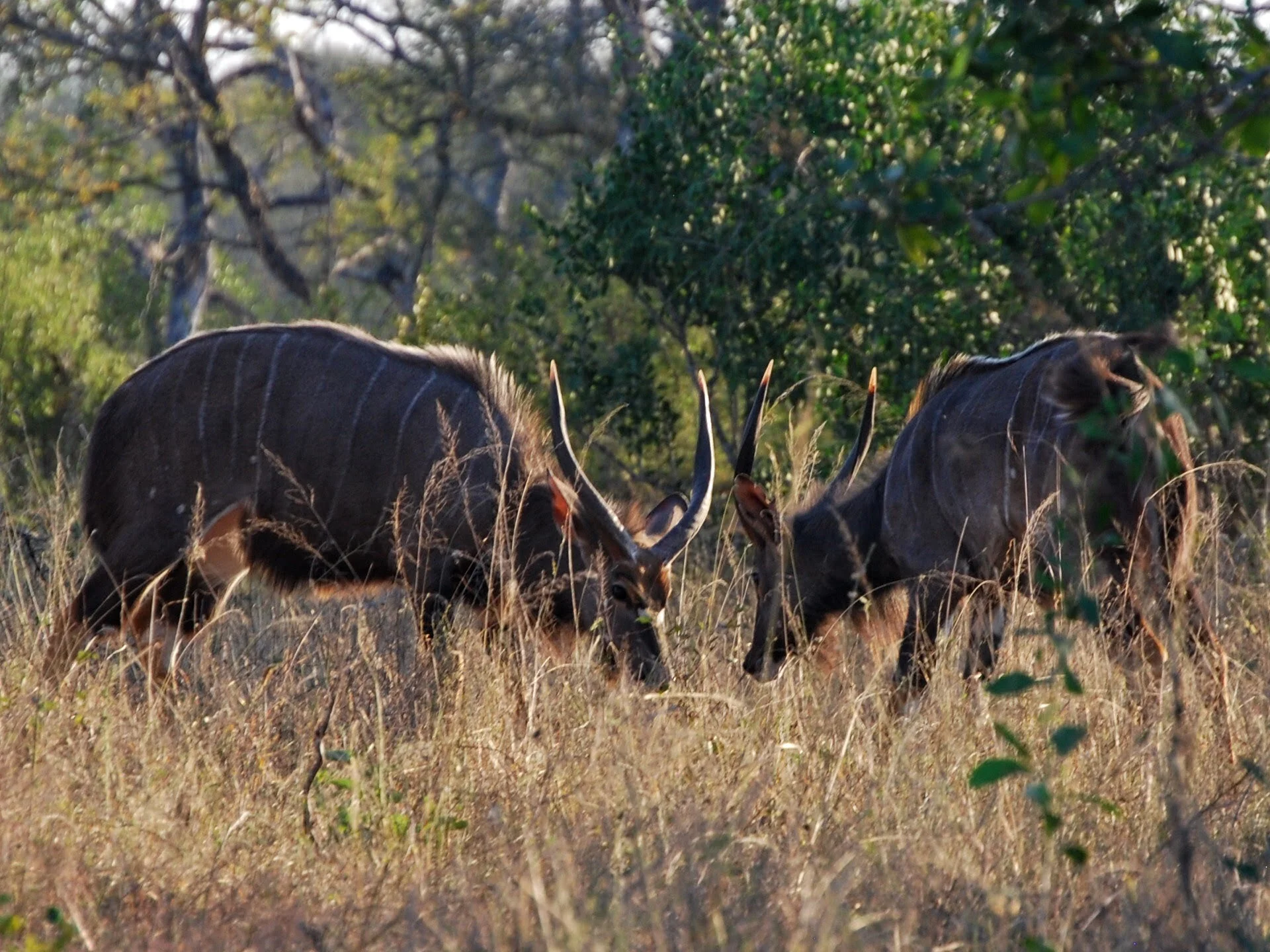 Second Power of Presence: Fighting for Survival