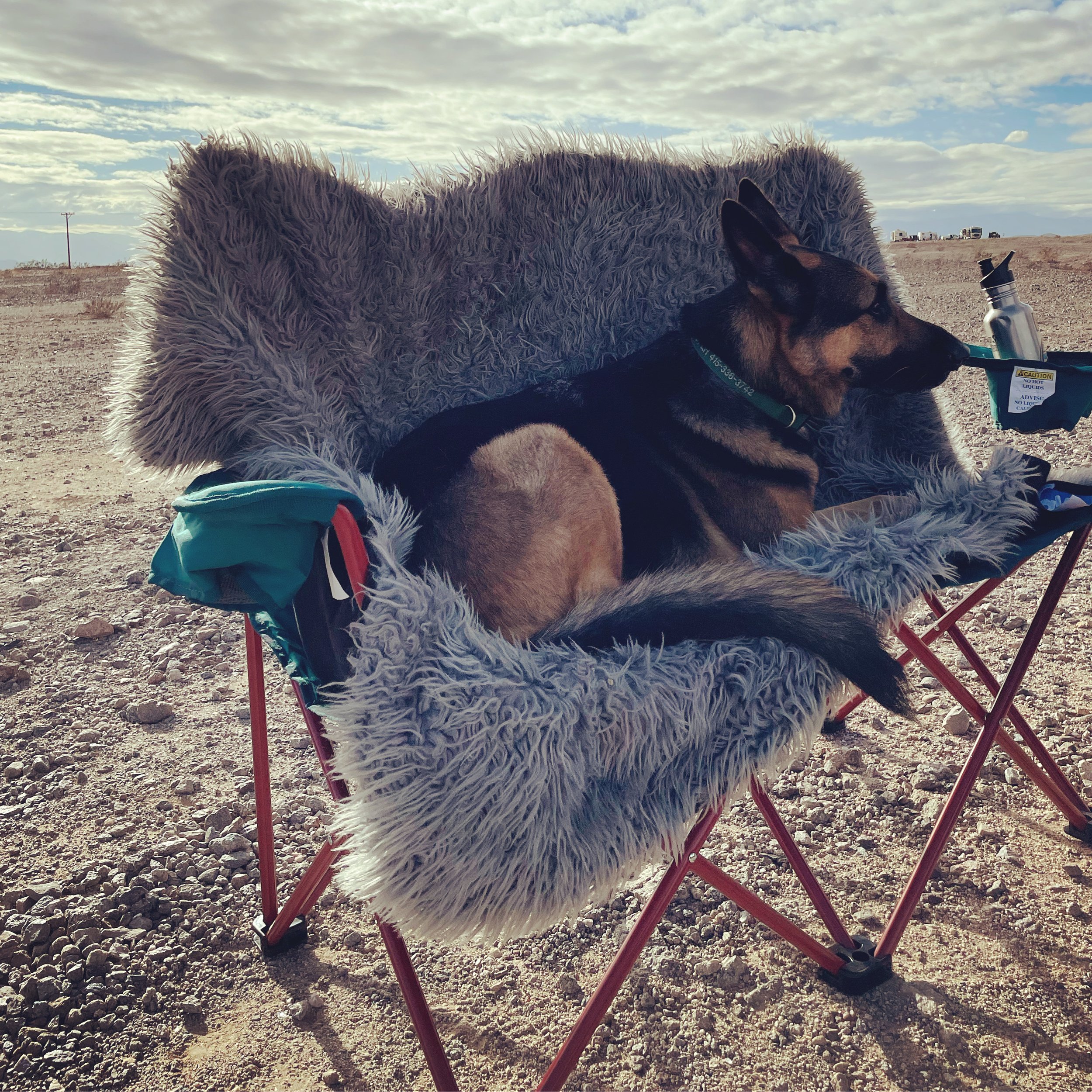 Pets, Presence, and Pause