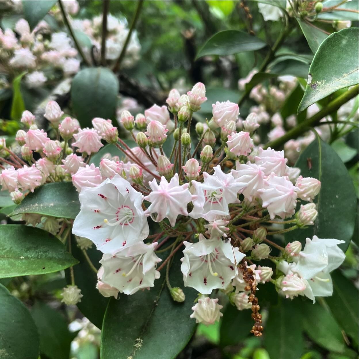 Pause to Notice ✨

Today I was walking the dog and my eye caught a plant I&rsquo;d never seen before. I was drawn in by the small, unique, and geometric blooms 🌸

Apparently it&rsquo;s mountain laurel, but that&rsquo;s not the whole point&hellip;

I