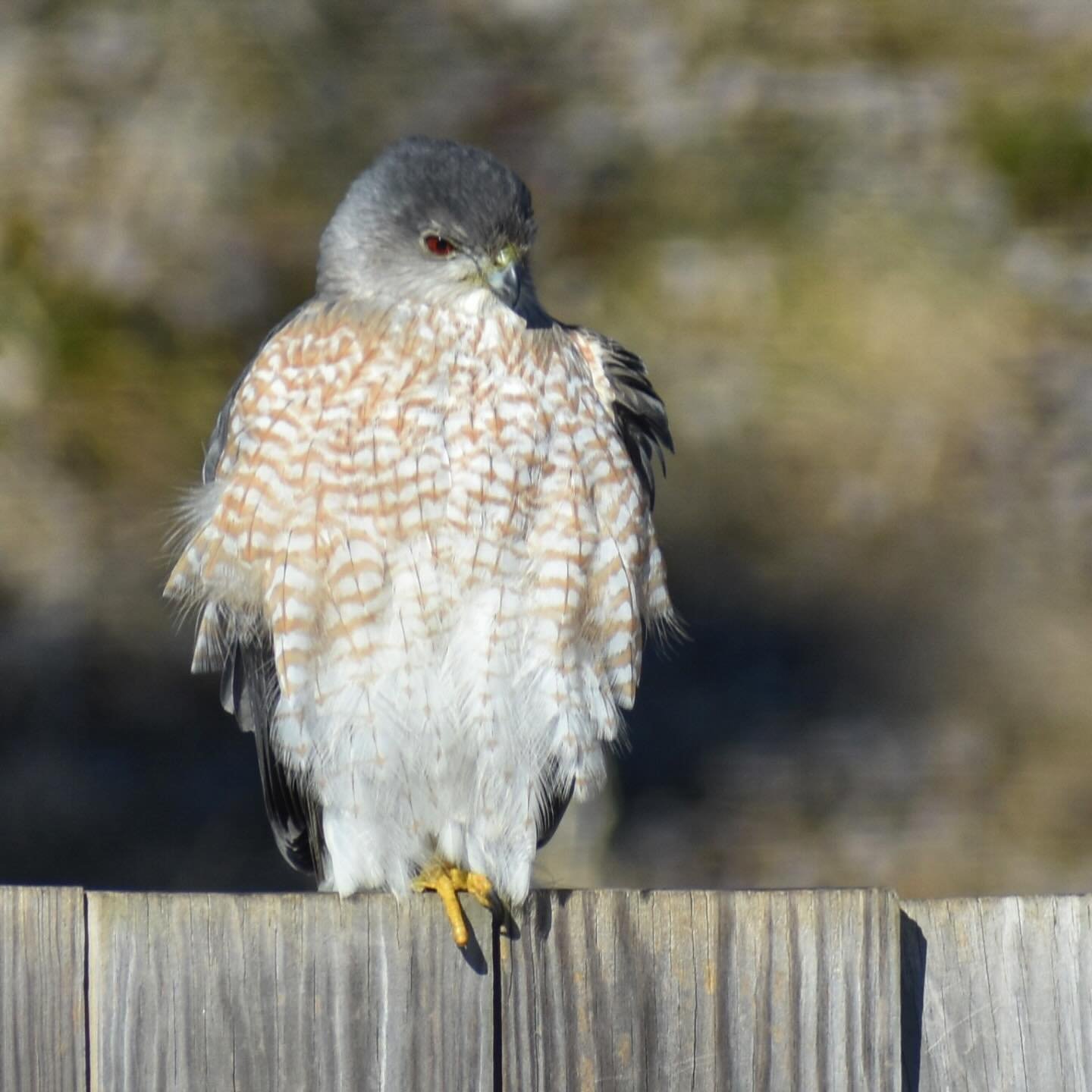 Pause for perspective 🦅

Yesterday, this hawk rested on our backyard fence for hours, a powerful presence amidst the usual flow of the day.

We&rsquo;ve been getting quite the wildlife sightings recently - bucks, a fox, and now this hawk. Quite diff
