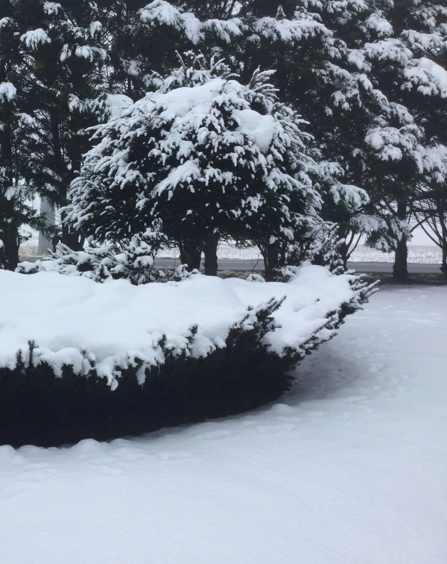 Helping Our Evergreen Trees