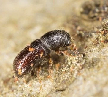 The Ambrosia Beetle Can Damage Your Trees