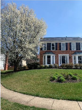 The Bradford Pear, Is It Really Invasive?