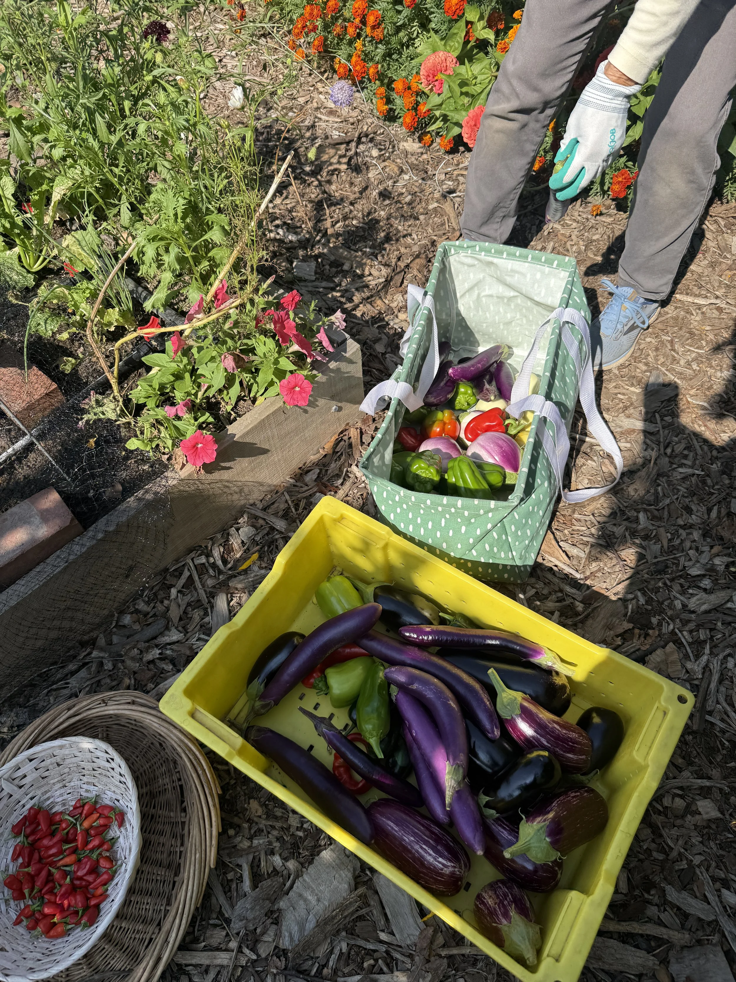 #16 Bethel AME Church of Ardmore Victory Gardens - Garden Essentials: Materials, Seedlings, and Upkeep