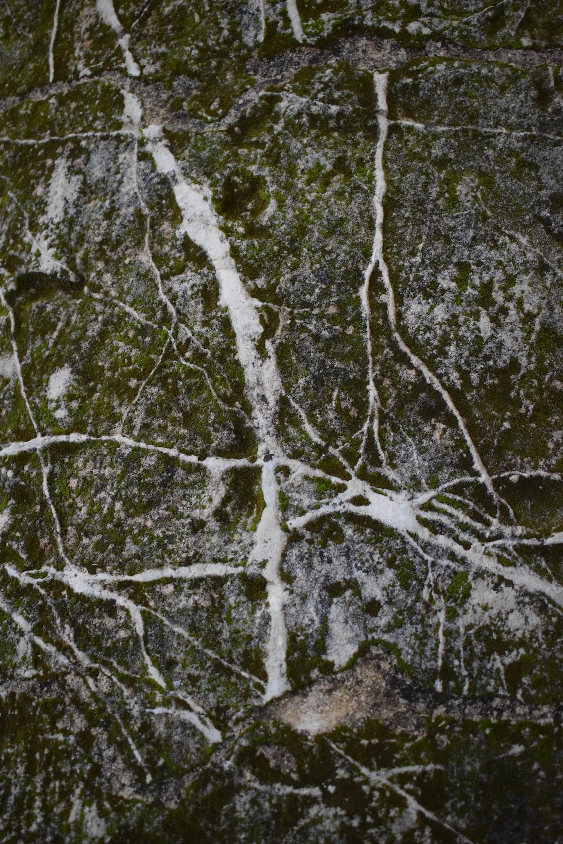 tentacular-balustrade-moss.jpg