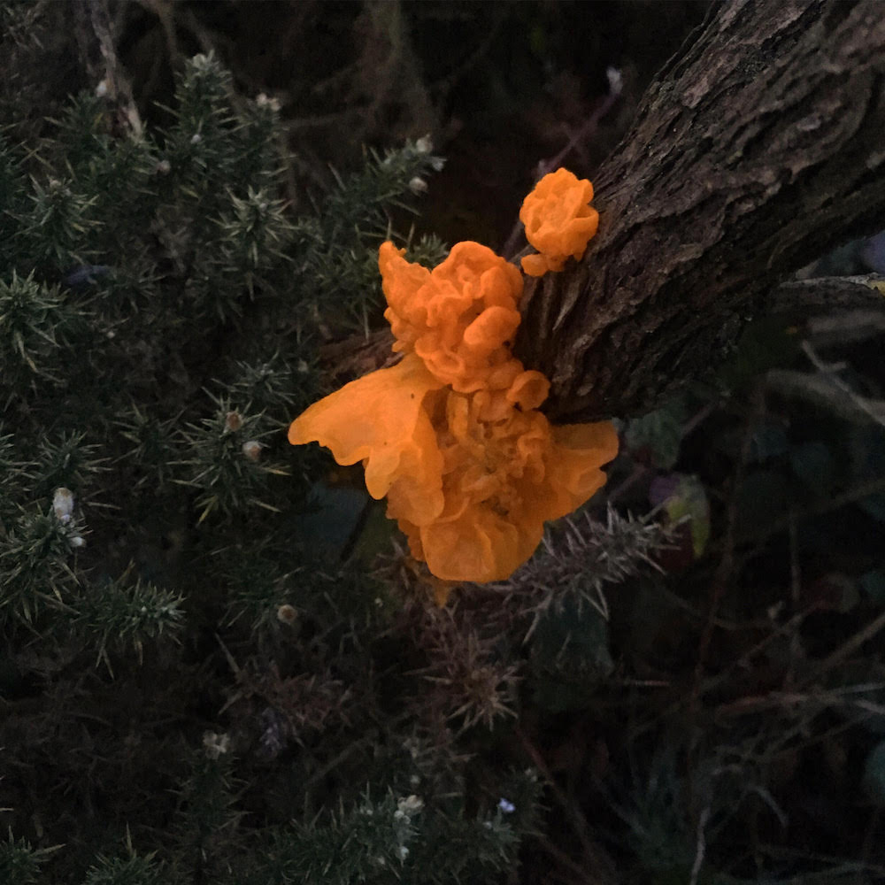 Photo: Seán Hewitt