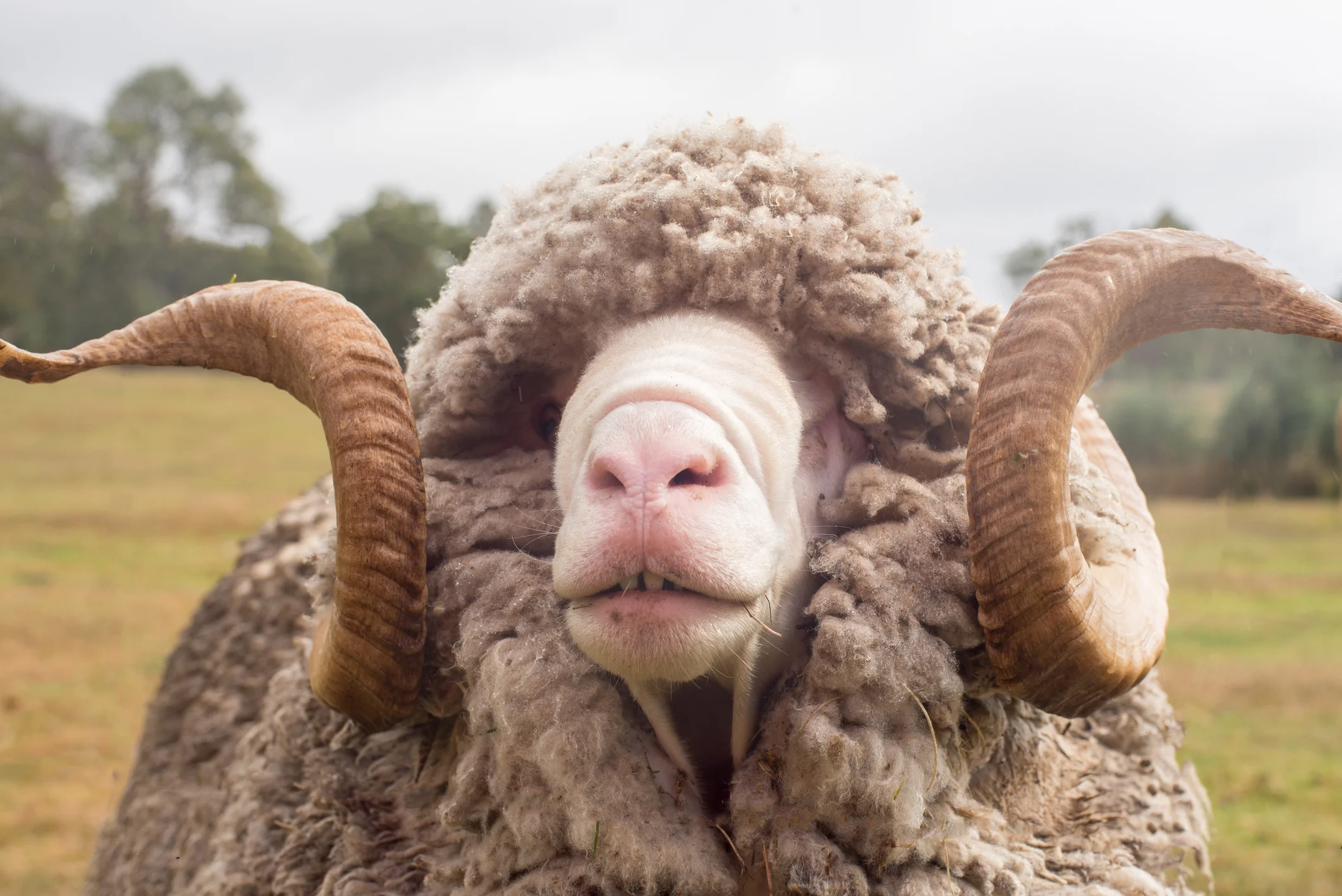 wearwool.jpg