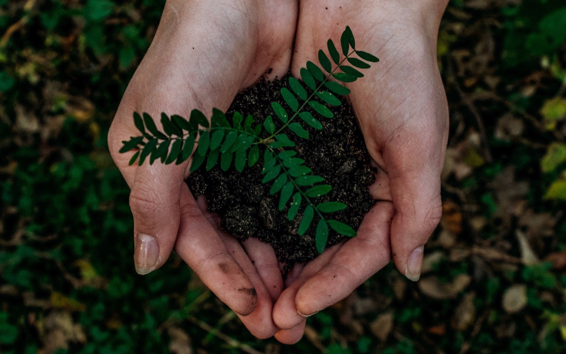 Planting roots.jpg