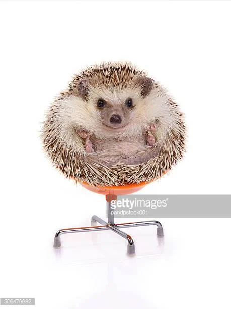 Outfoxing the Markets’ Hedgehogs